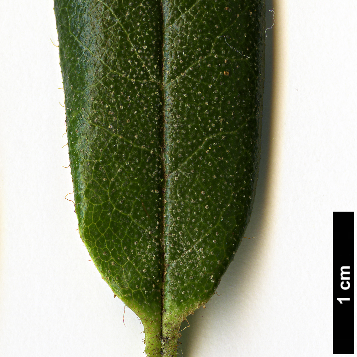 High resolution image: Family: Ericaceae - Genus: Rhododendron - Taxon: cephalanthum - SpeciesSub: subsp. platyphyllum